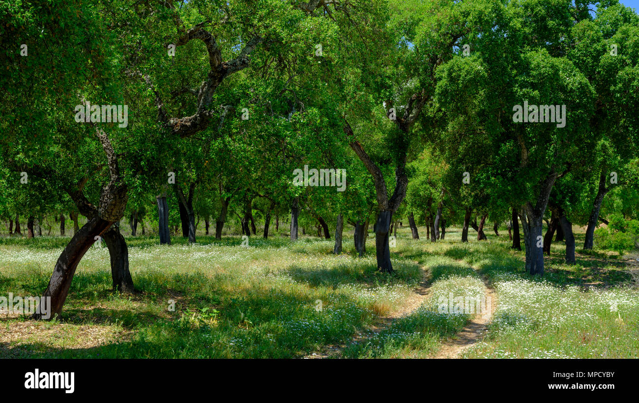 View of cork trees within a shady glade outside the town of El Chaparrito, near  the Parque natural de la Sierra de Grazalema, Andalucia, Spain Stock Photo