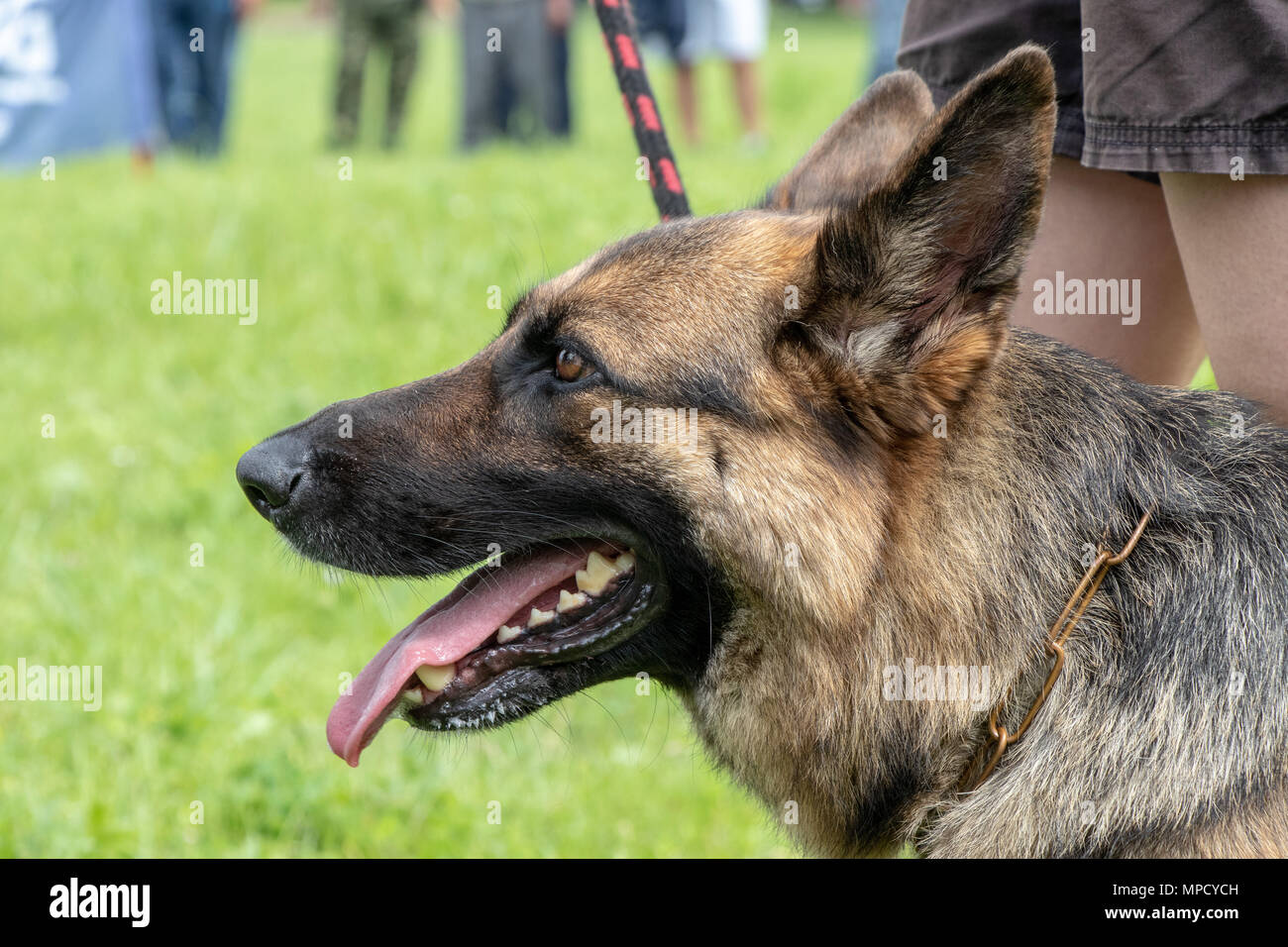 guard dog German Shepherd friend of children and adults Stock Photo Alamy
