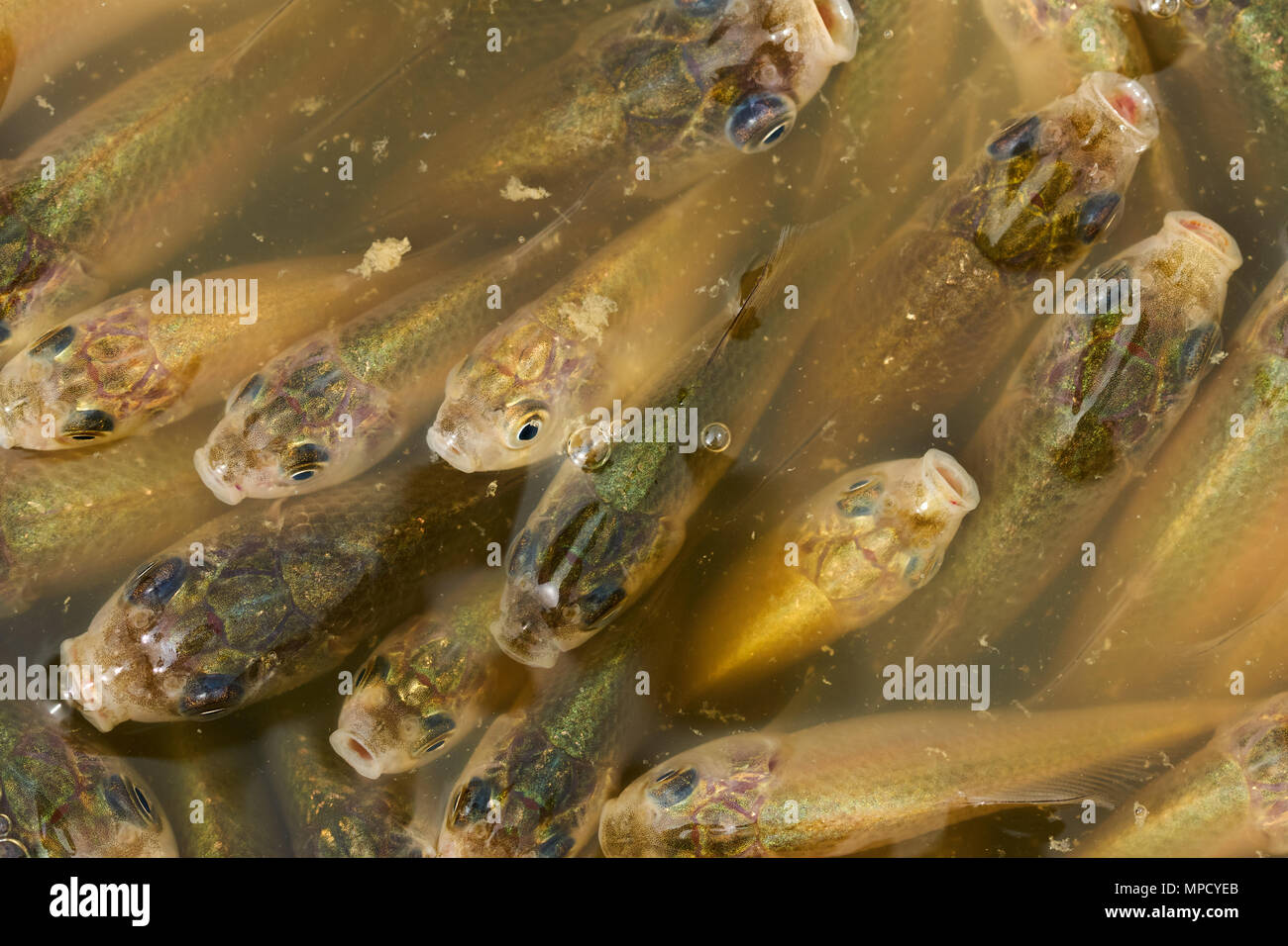 Closeup of many small baby prussian carp fish Stock Photo Alamy