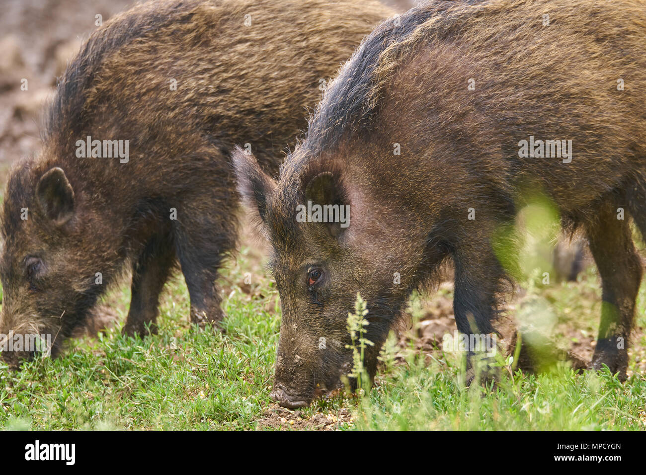 Swine pest hi-res stock photography and images - Alamy