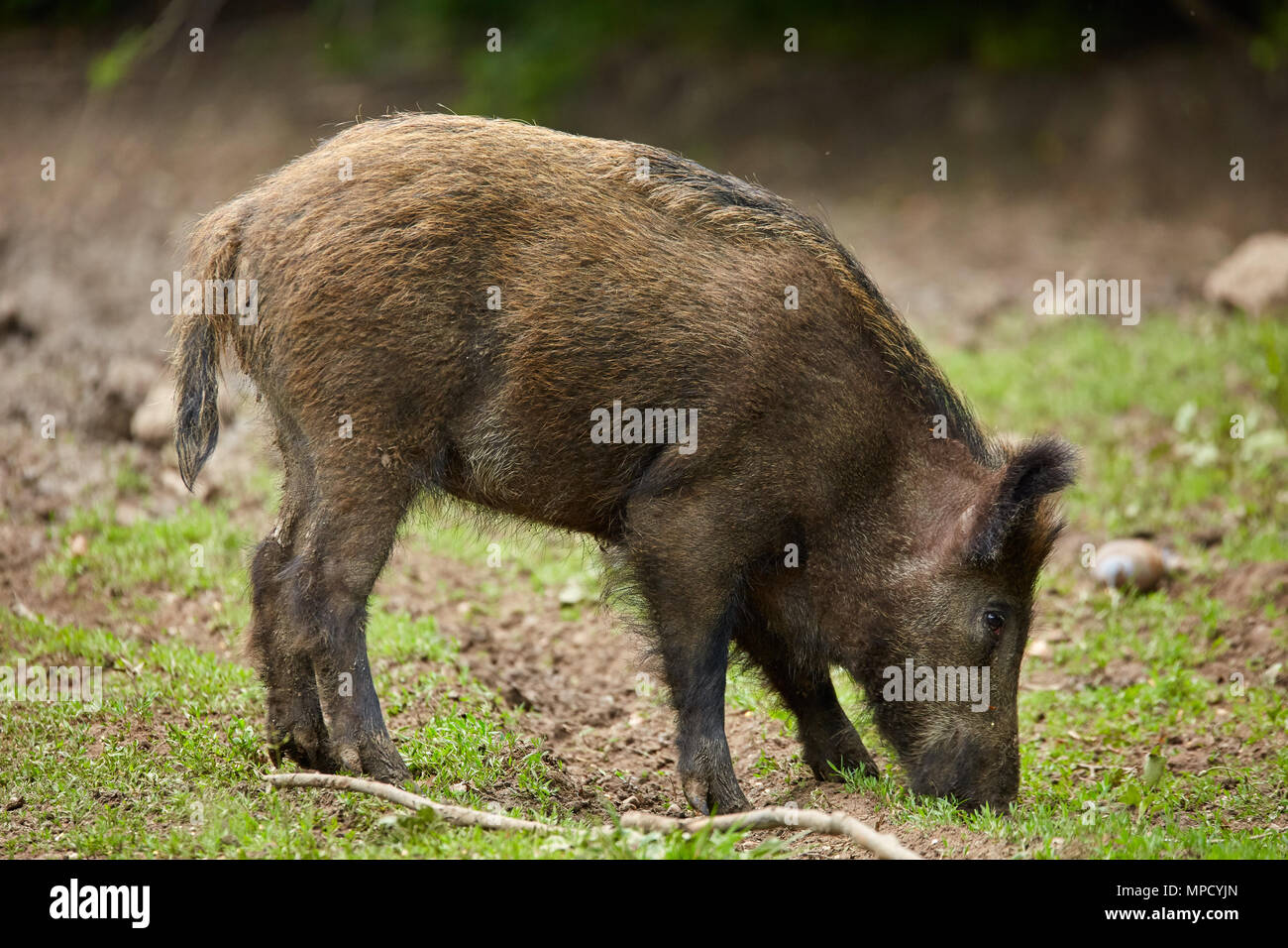 Juvenile wild hogs rooting, searching for food in the forest Stock