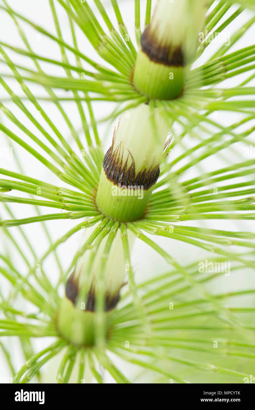 The Horsetail Fern, genus Equisetum. They are unusual in that they