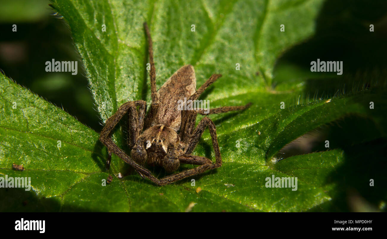 First Spring Spider Jungle spiders hi-res stock photography and images - Alamy
