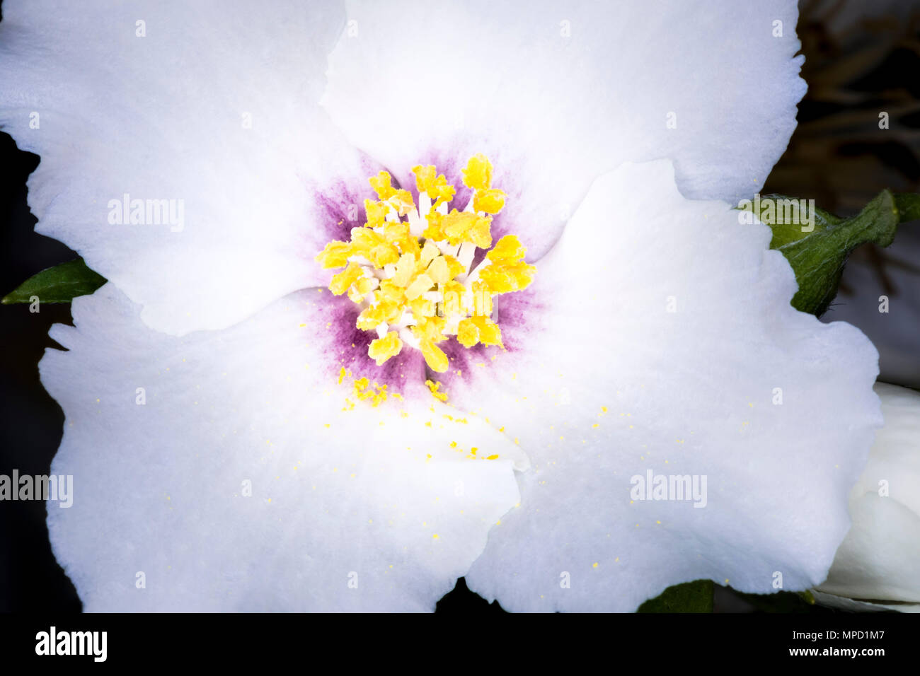 Philadelphus Belle Etoile, Mock Orange in close-up detail. Picture date: Sunday June 18, 2017. Photograph by Christopher Ison © Stock Photo