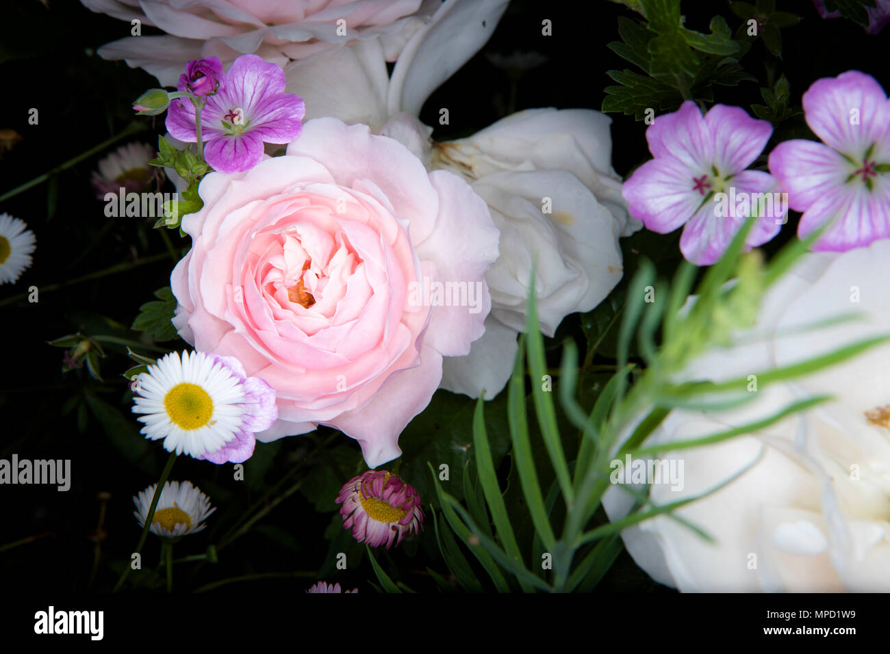 Rosa Stansted, a geranium and daisy, Erigeron Karvinskianus in close-up detail. Picture date: Sunday June 18, 2017. Photograph by Christopher Ison © Stock Photo