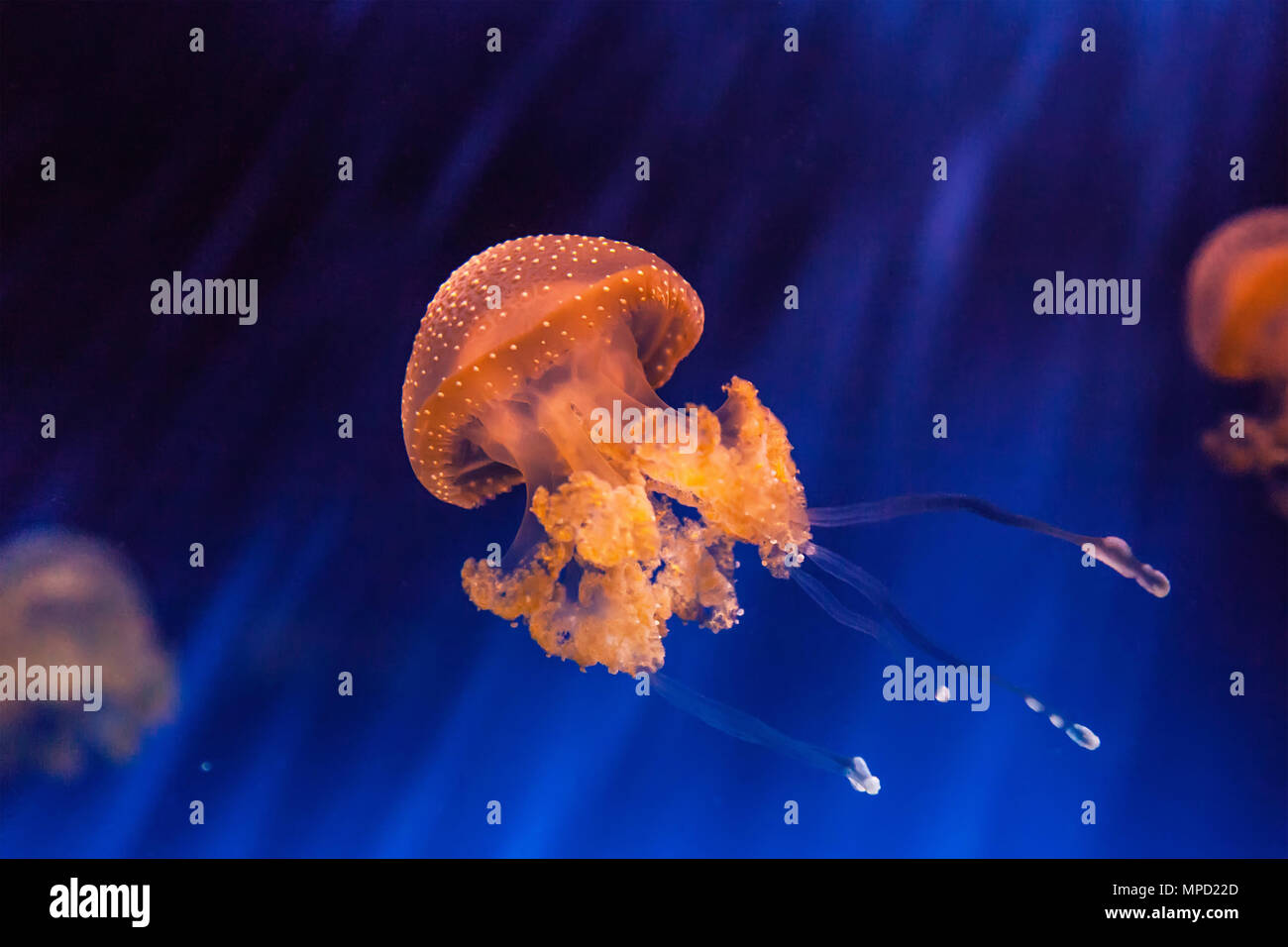 Beautiful jellyfish Phyllorhiza punctata Stock Photo