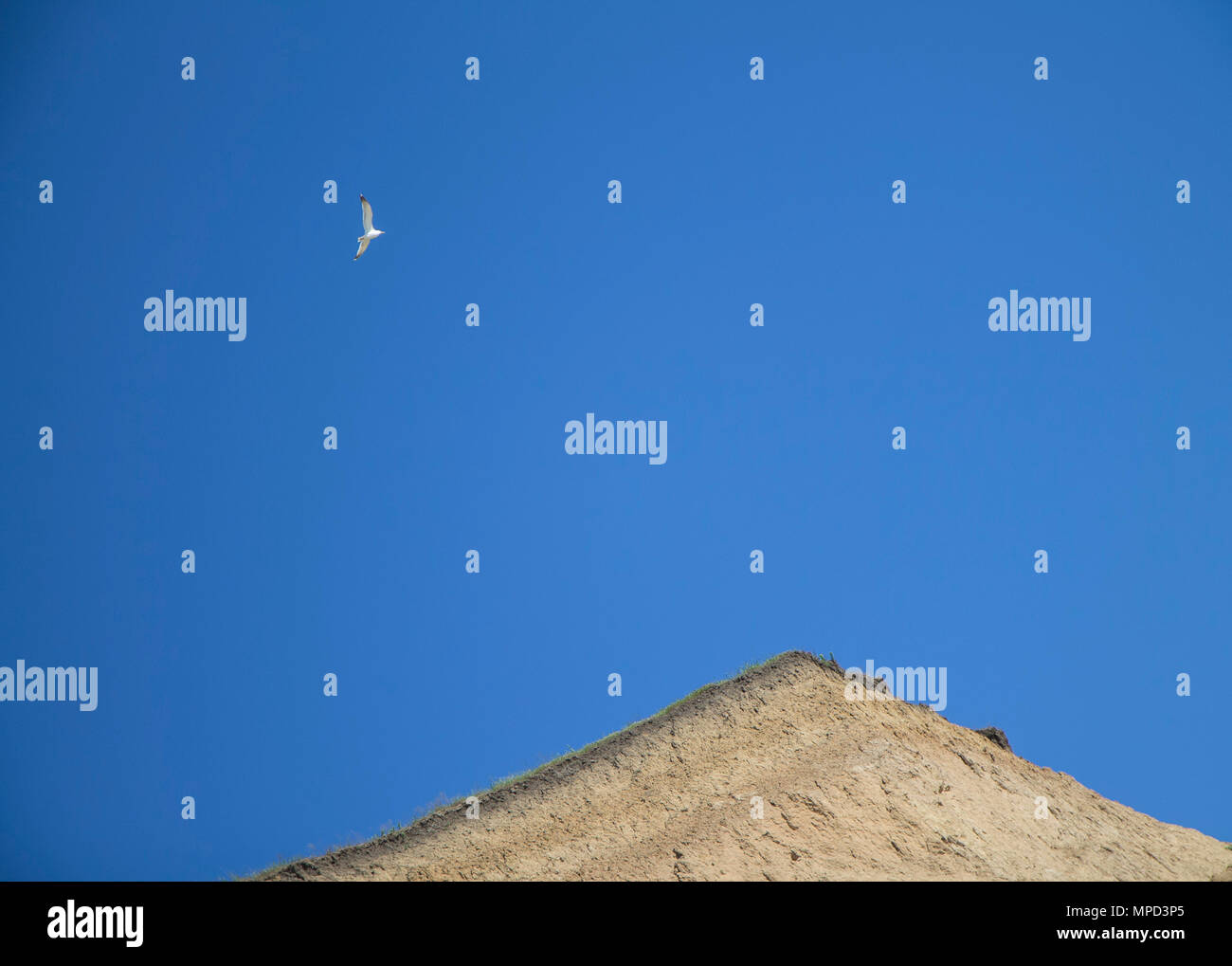 The sea gull flying in the blue sunny sky over the sand clay soil breakage. Minimalism and freedom simbol Stock Photo