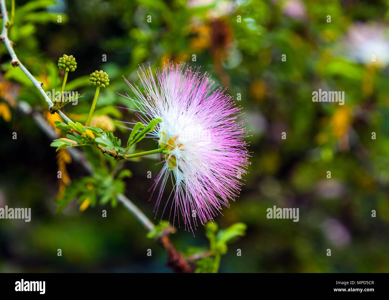 Flowering acacia.  Albizia julibrissin Stock Photo