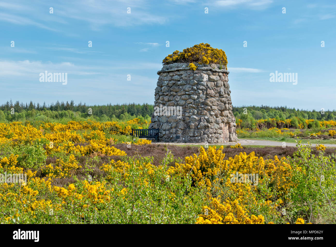 CULLODEN BATTLEFIELD OR MOOR INVERNESS SCOTLAND  THE MEMORIAL CAIRN SURROUNDED BY YELLOW GORSE AND YOUNG BIRCH TREES IN SPRING Stock Photo