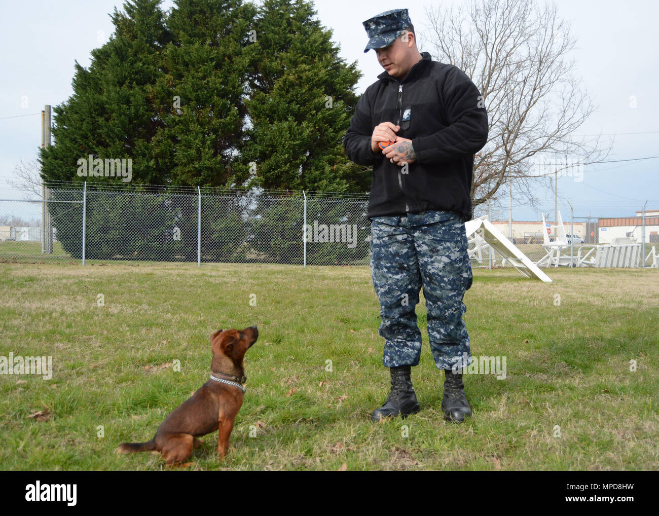170201-N-OW828-002 NORFOLK (Feb. 1, 2017) - Master-At-Arms 2nd Class Jordyn Japec, Military Working Dog Handler and Puskos, a Jagdterrier MWD Drug Detector, begin the certification process Jan. 26 to include obedience training and narcotic detector training at Naval Station Norfolk.  (U.S. Navy photo by Mass Communication Specialist 3rd Class Jeanyra A. Mateo/Released) Stock Photo