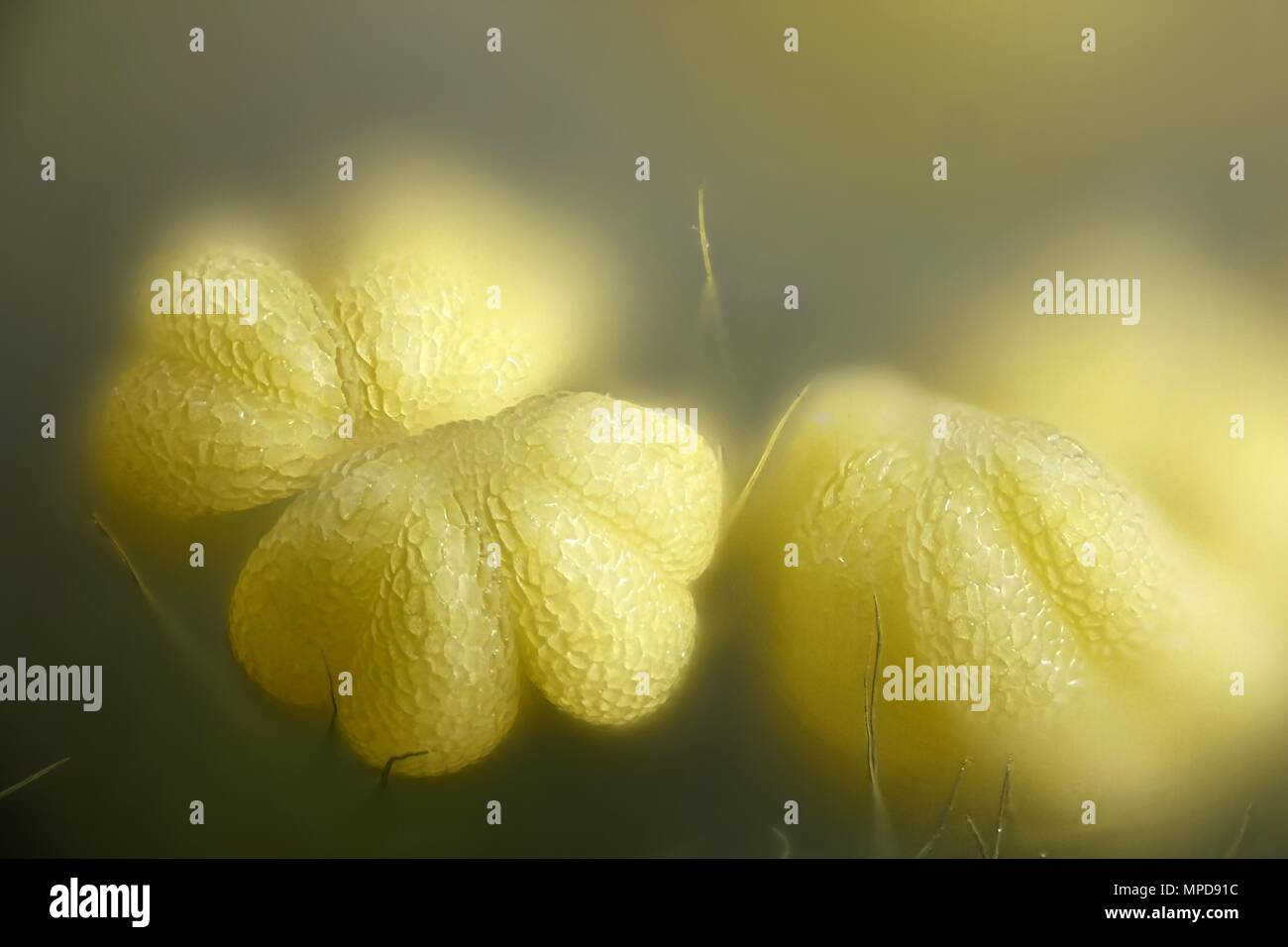 Stamen of a willow, Salix phylicifolia, a microscope image Stock Photo