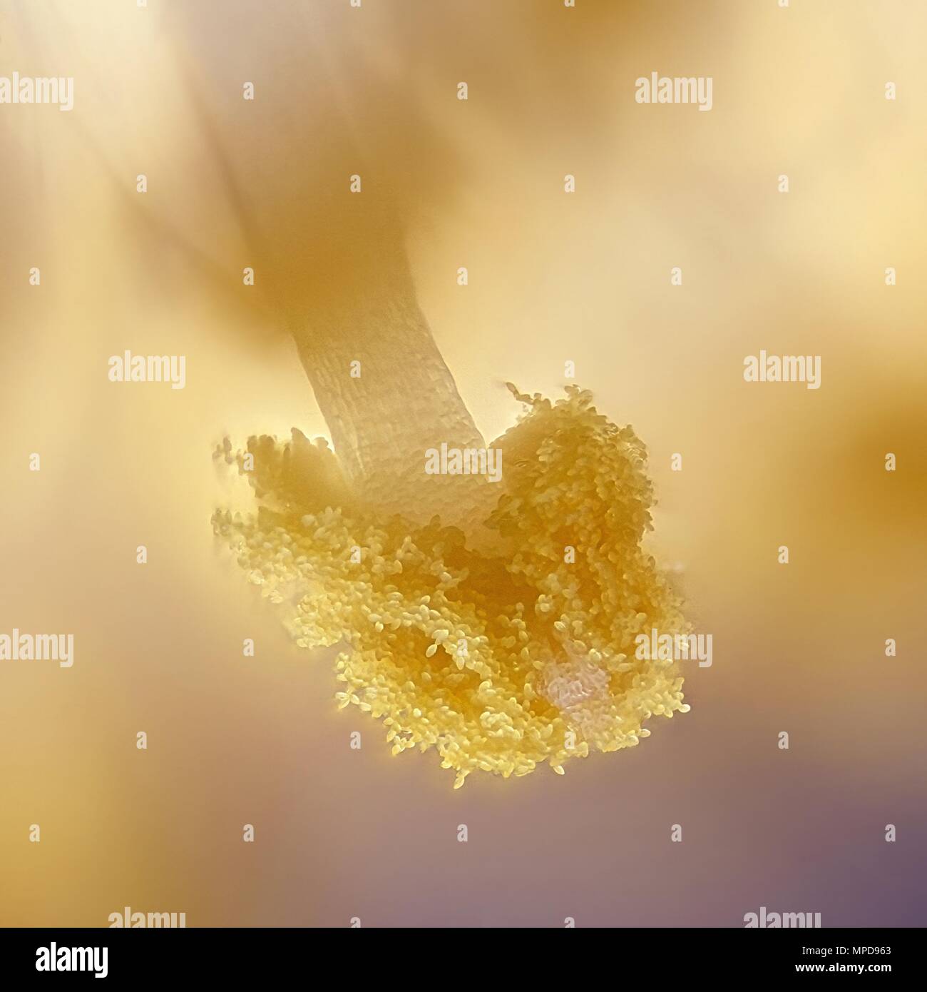 Pollen of a willow (Salix phylicifolia), a microscope image Stock Photo