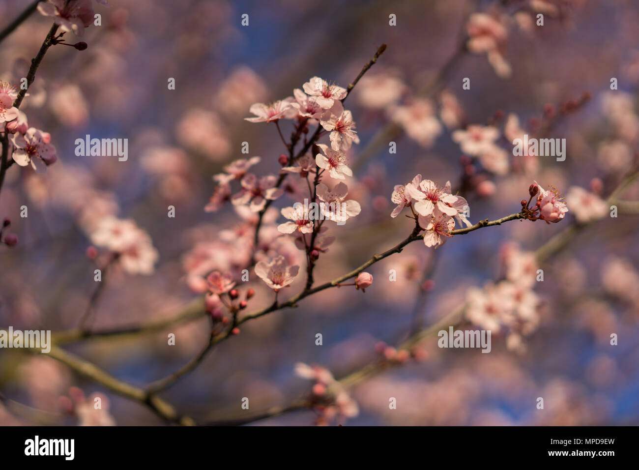 Cherry blossom flowers on a Sunny Day of Spring in Georgia Stock Photo