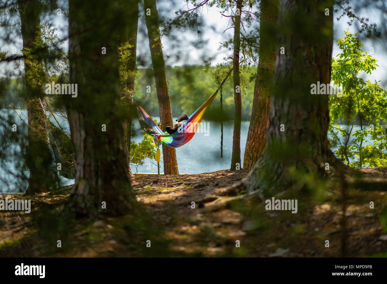 Individual relaxing and reading on a Hammock amongst Pine Trees in front of Lake Lanier on a Sunny Day. Stock Photo
