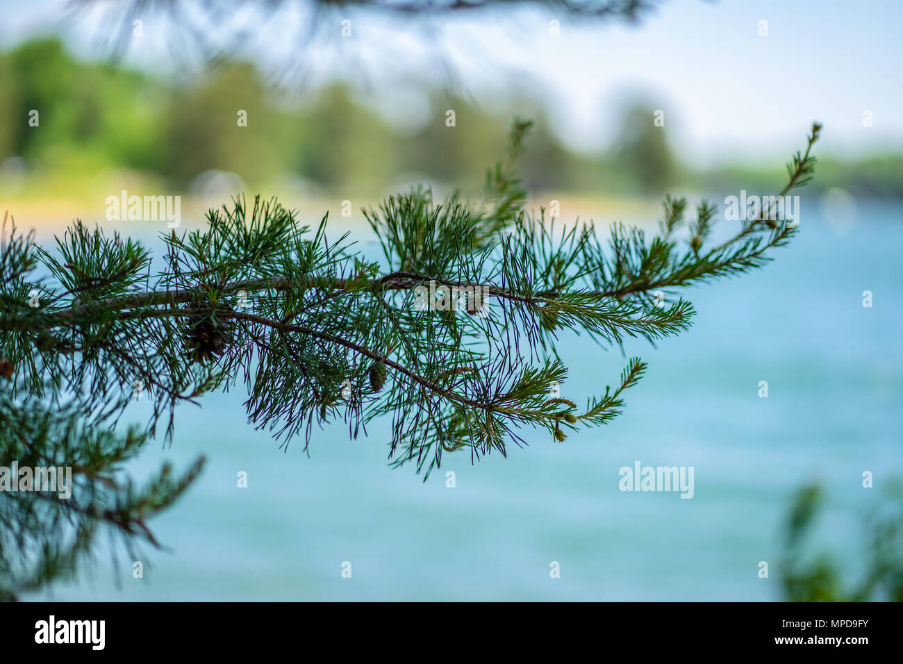 Contrast between a pine tree and a lake beach sight. Stress-free summer paradise. Stock Photo