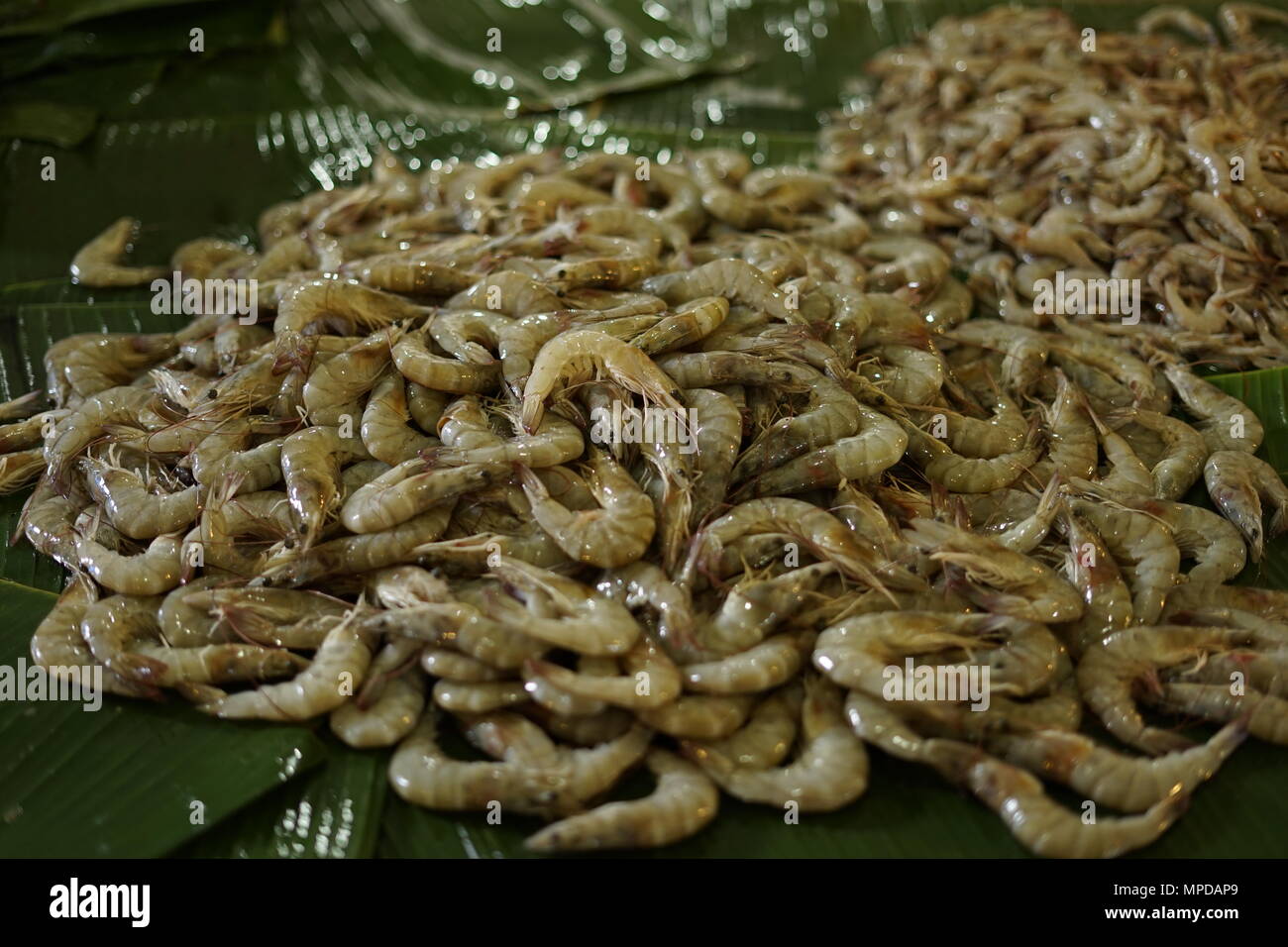 Fresh shrimp for sale at fish market Stock Photo Alamy