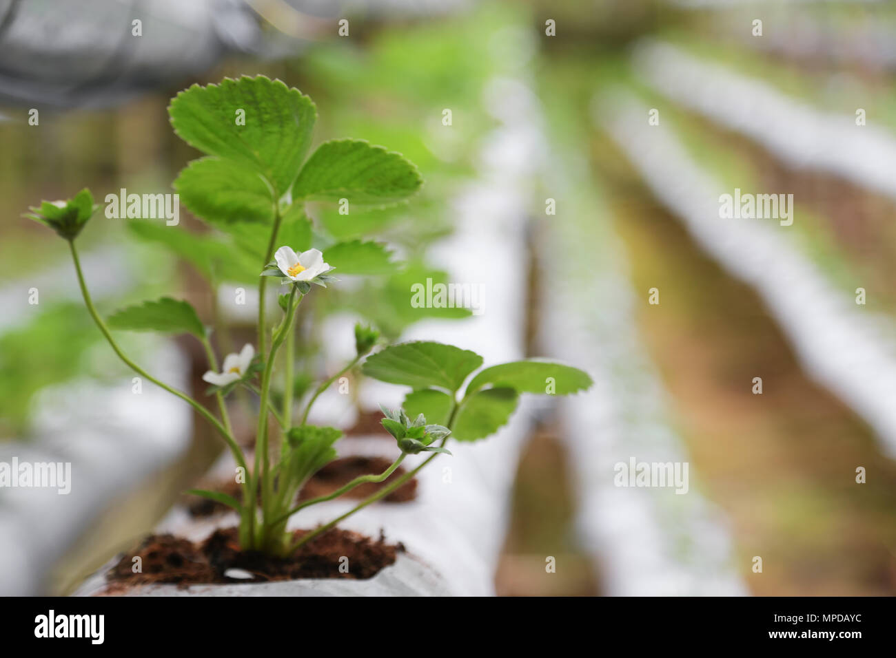 Strawberry grow using plasticulture method in a cool and humid climate Stock Photo Alamy