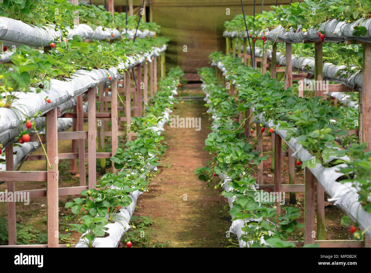 Strawberry grow using plasticulture method in a cool and humid climate Stock Photo Alamy