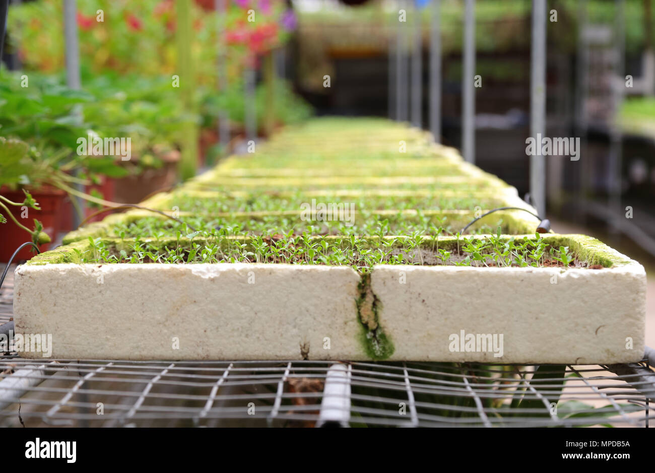 Bean sprouts being grow in styrofoam trays at a hydroponic farm located