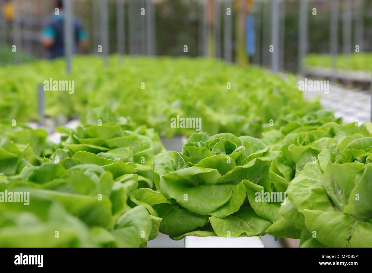 Lettuce being grow hydroponically at a indoor farm located at Genting