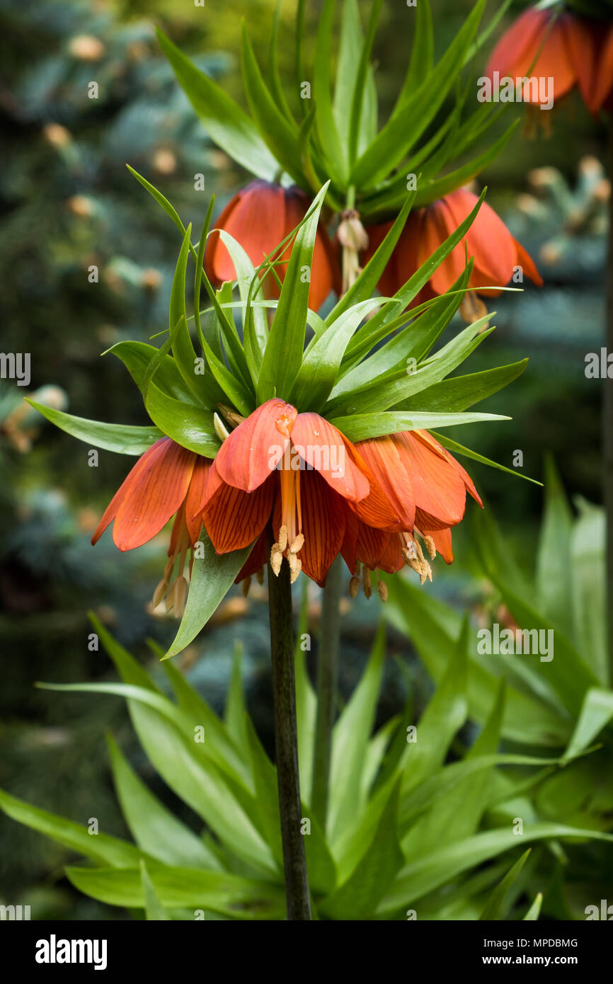 Hazel flower orange or Royal crown in garden. Stock Photo