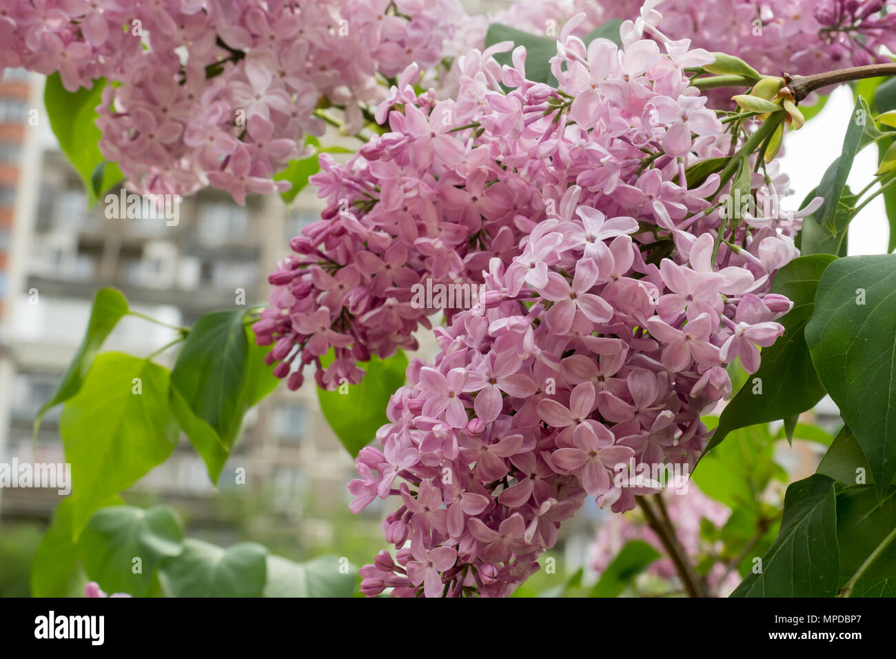 Blooming beautiful lilac trees in the Park Natural background Stock Photo Alamy