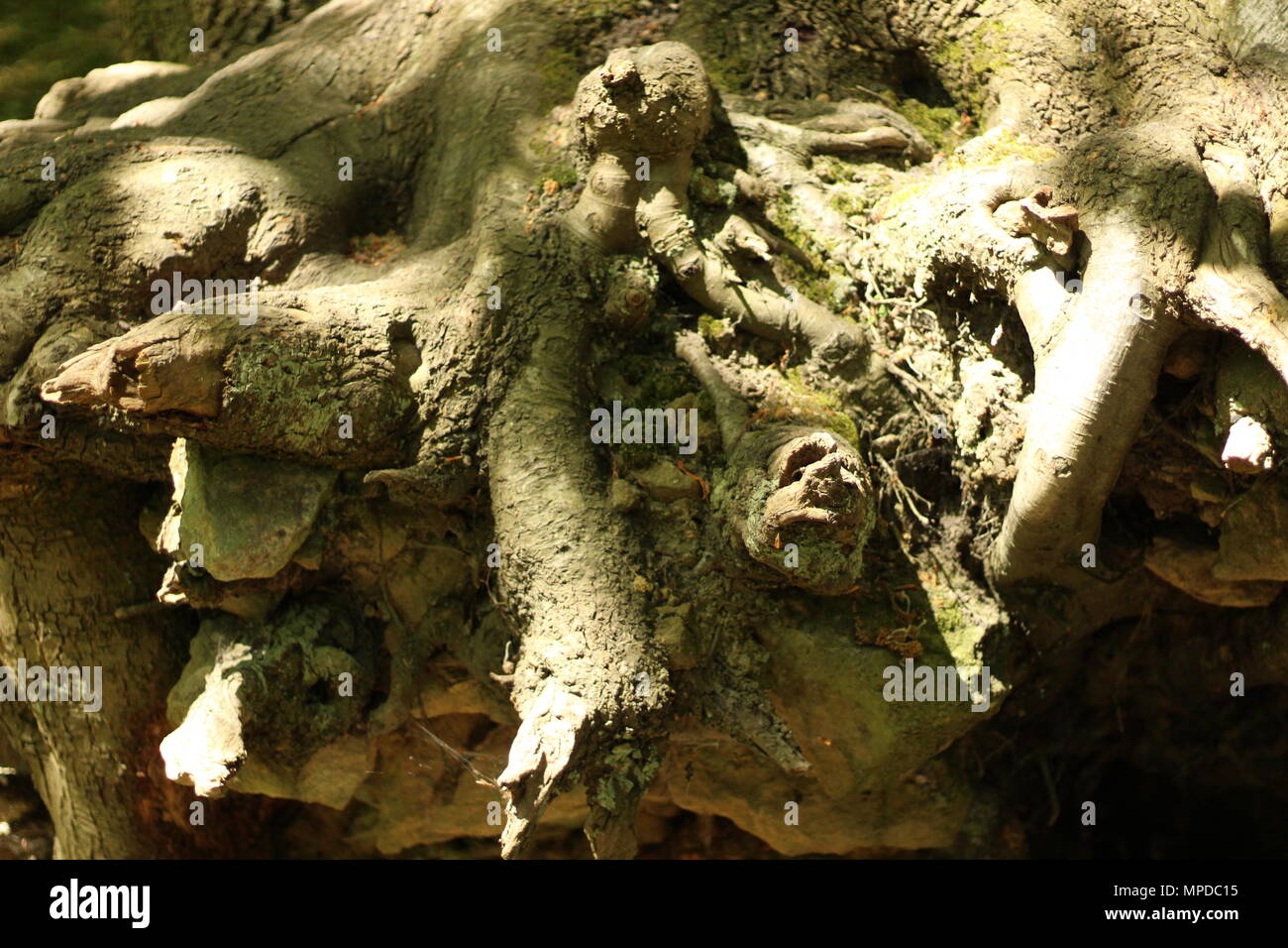 Feeder Roots Stock Photos Feeder Roots Stock Images Alamy