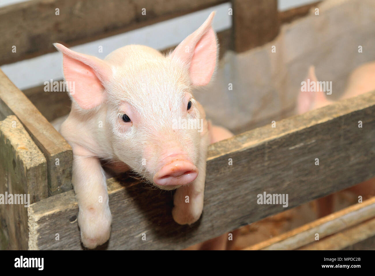 Small and Funny Pink Piglet at Pen Fence Stock Photo
