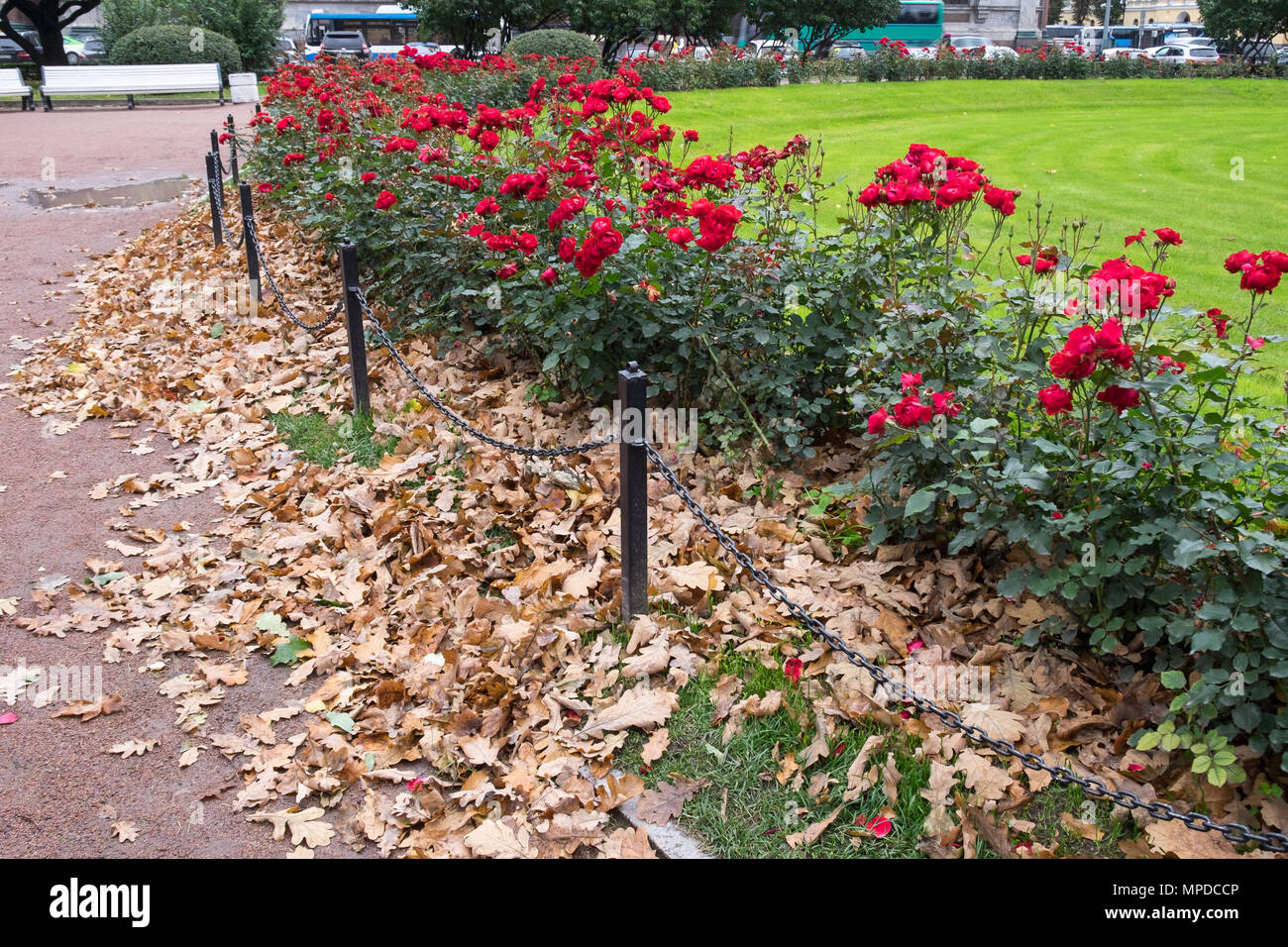 Blooming red roses bushes with beige dry oak leaves in public park