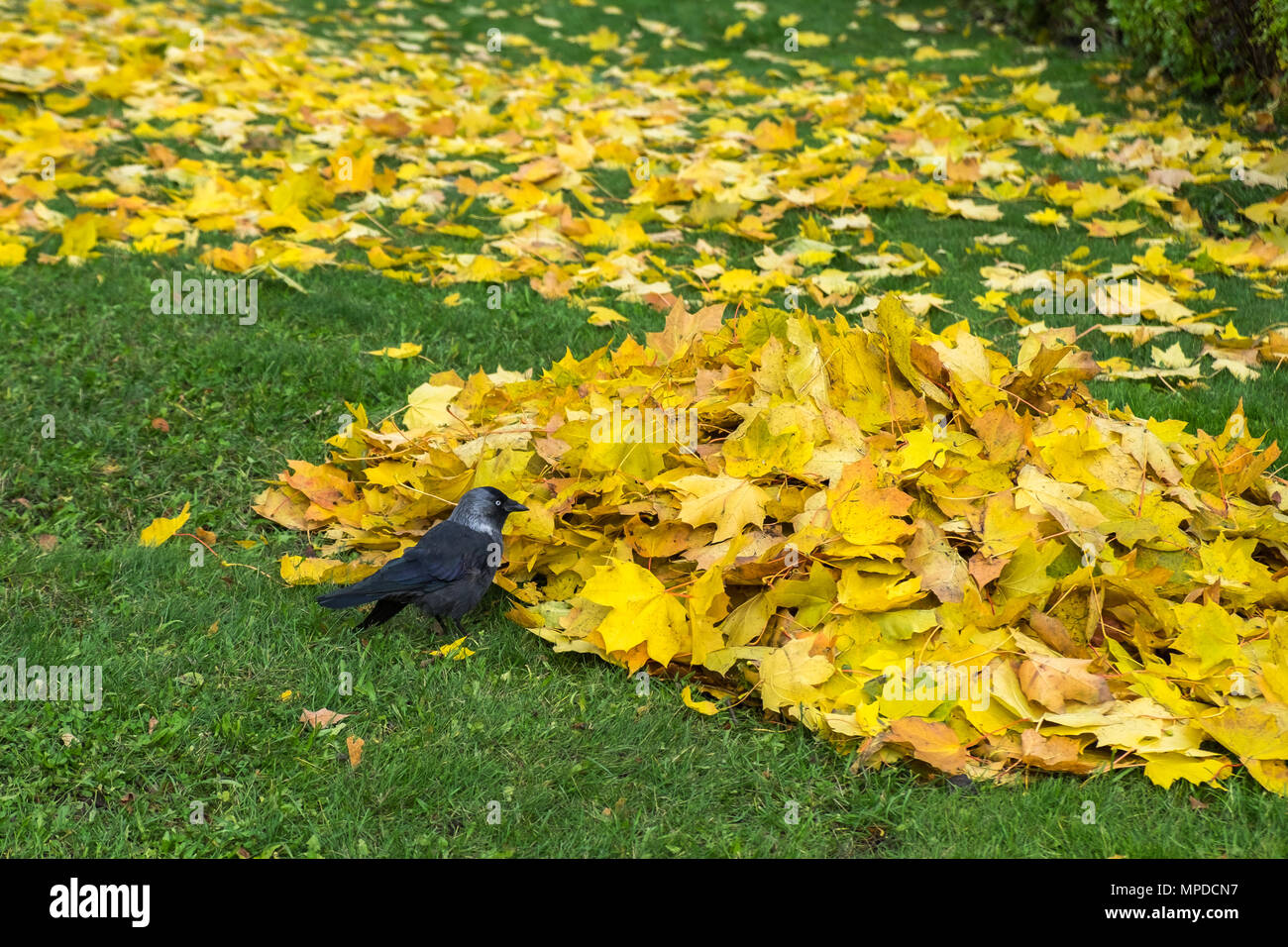 Western jackdaw (Coloeus Monedula) standing on green lawn among yellow autumn maple leaves. Single wild bird looking for feed. City fauna. Stock Photo
