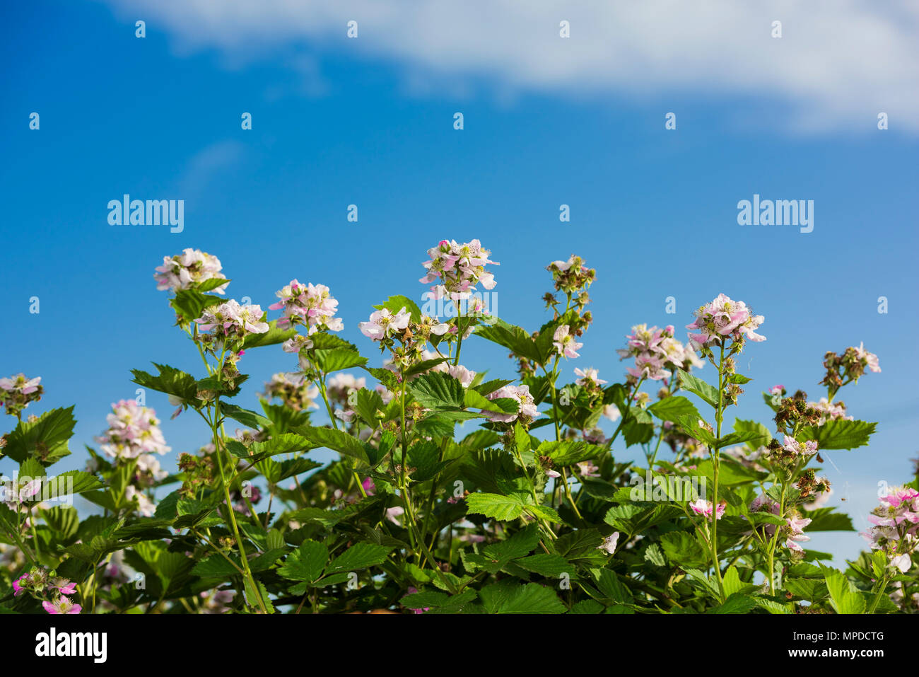 blackberry flower and background clear sky Stock Photo
