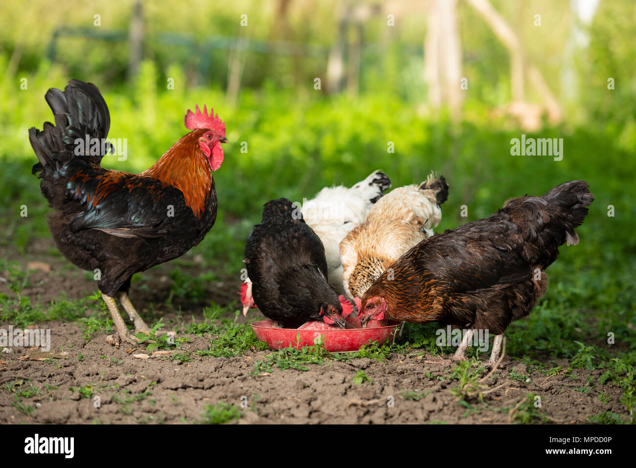 Roots and chickens in natural environment Stock Photo