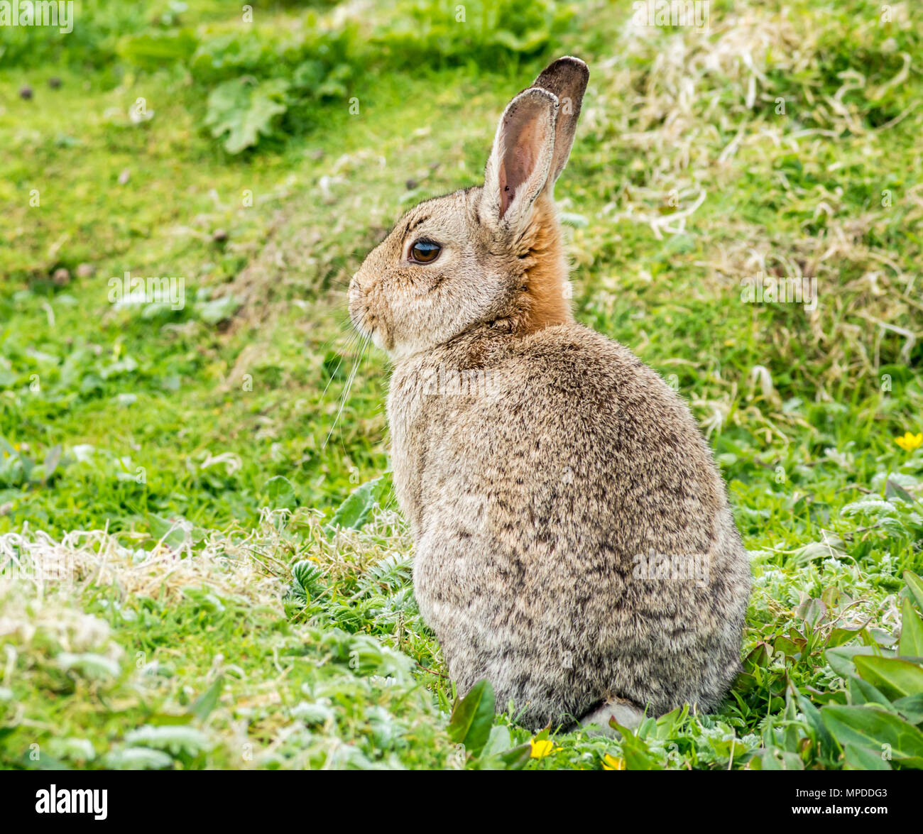 Close up of rabbit in grass, Isle of May, Firth of Forth, Scotland, UK Stock Photo