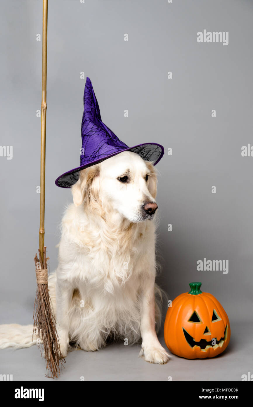 White golden retriever with a witch hat, broom, and jack o lantern ...