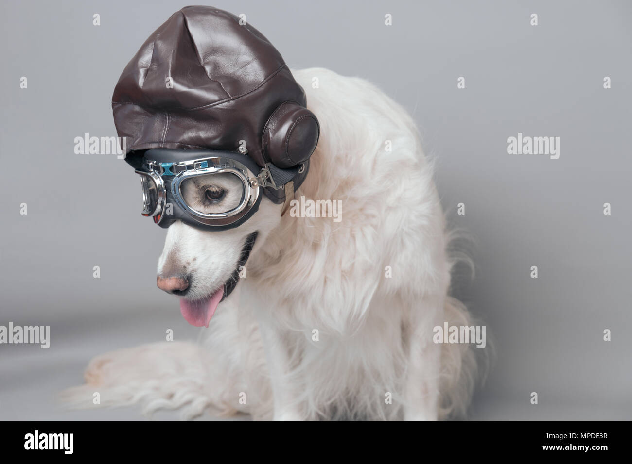 White golden retriever with vintage aviator helmet and goggles against a grey seamless