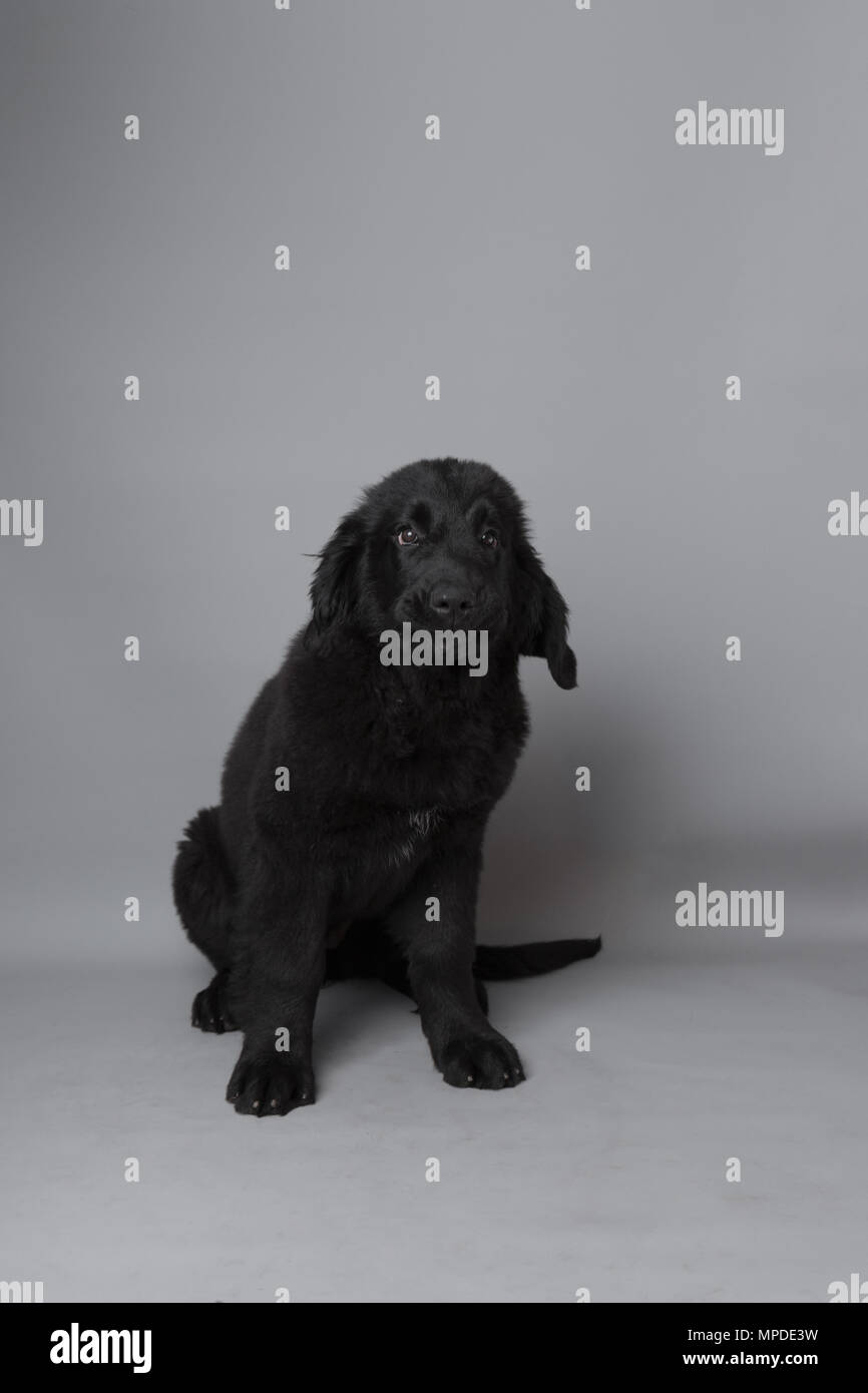 Black newfoundland puppy sitting down against a grey seamless ...