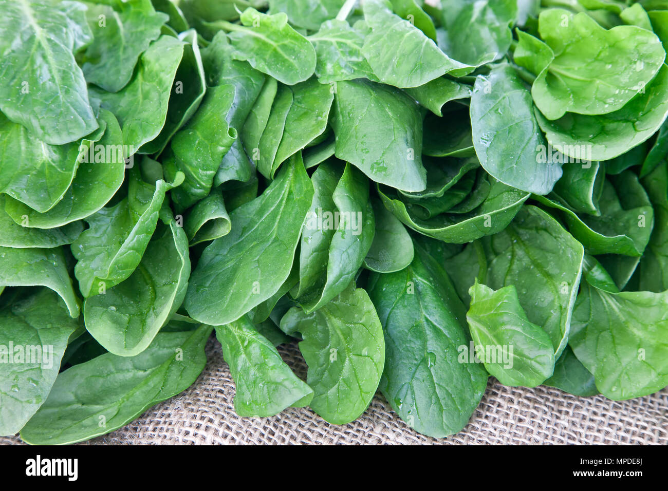 Harvested spinach leaves, farmers market,    'Spinaca oleracea'. Stock Photo