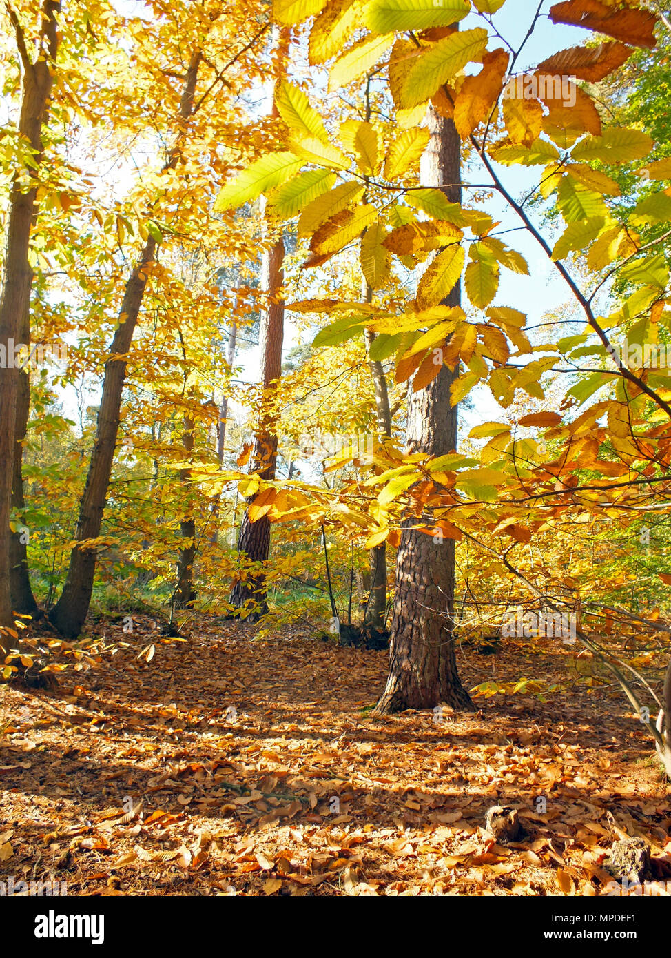 Colourful Woodland Trees in Autumn Stock Photo