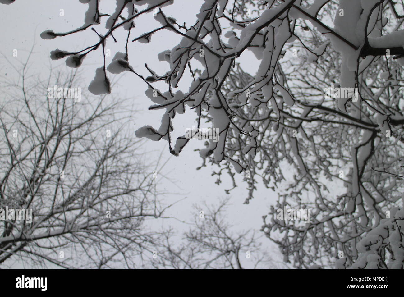 Frozen branches snow hi-res stock photography and images - Alamy