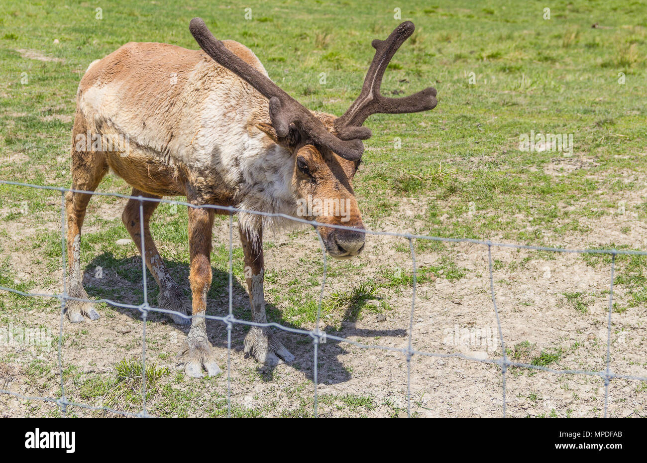 Reindeer, Caribou with  Antlers in the Zoo Stock Photo