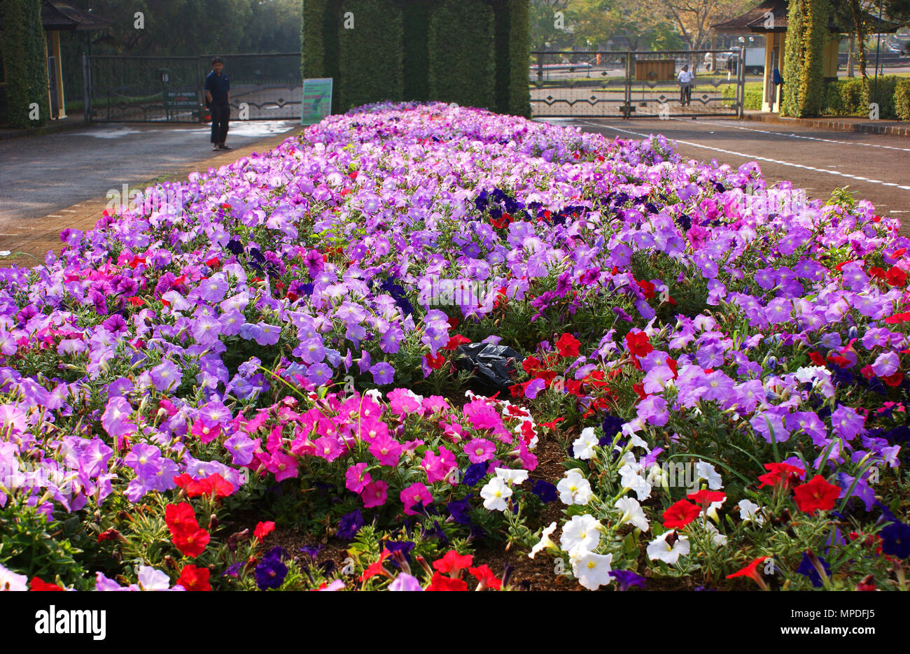 Taman Bunga Nusantara Flower Park Cipanas Bogor West Java