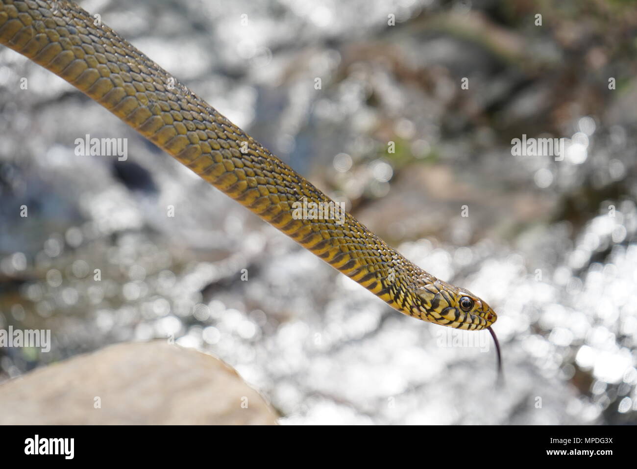 Rat Snake with water stream in background Stock Photo