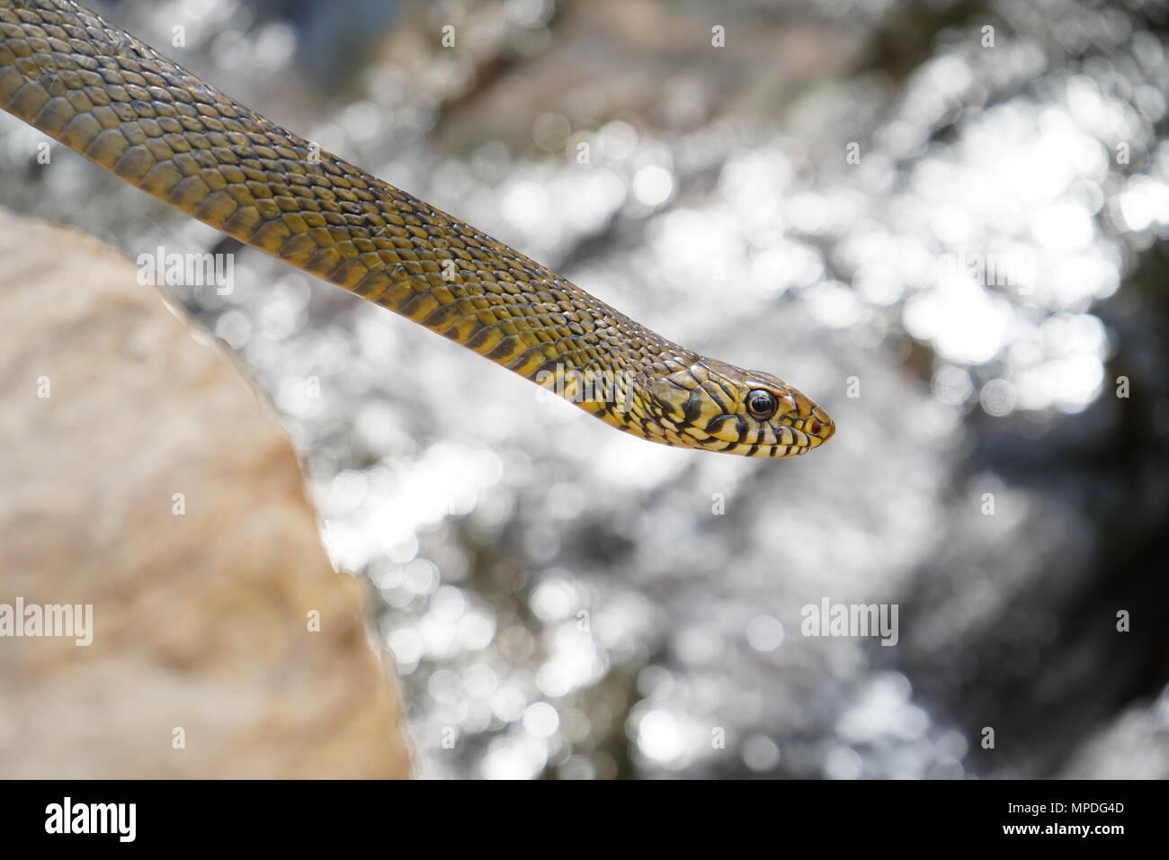 Rat Snake with water stream in background Stock Photo
