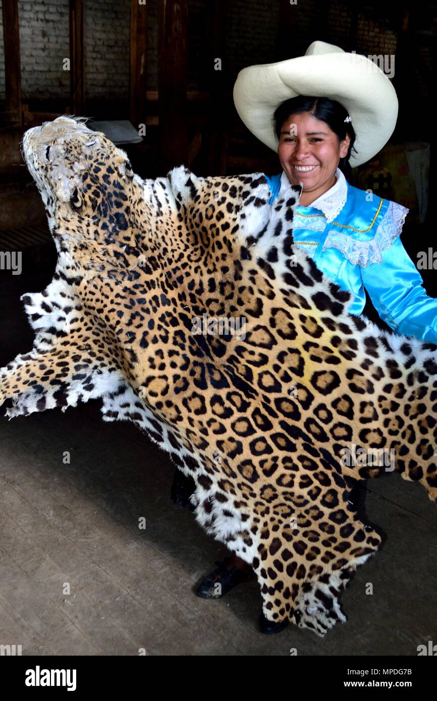 Jaguar skin in GRANJA PORCON Evangelical cooperative Department of