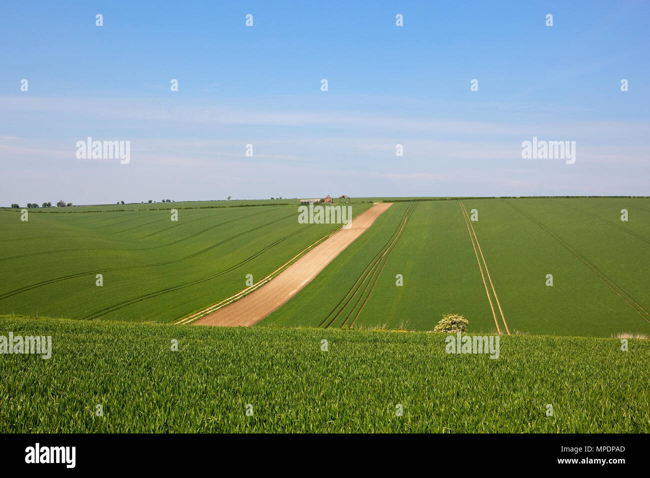 extensive wheat crops and an old farm in the rolling hills of the