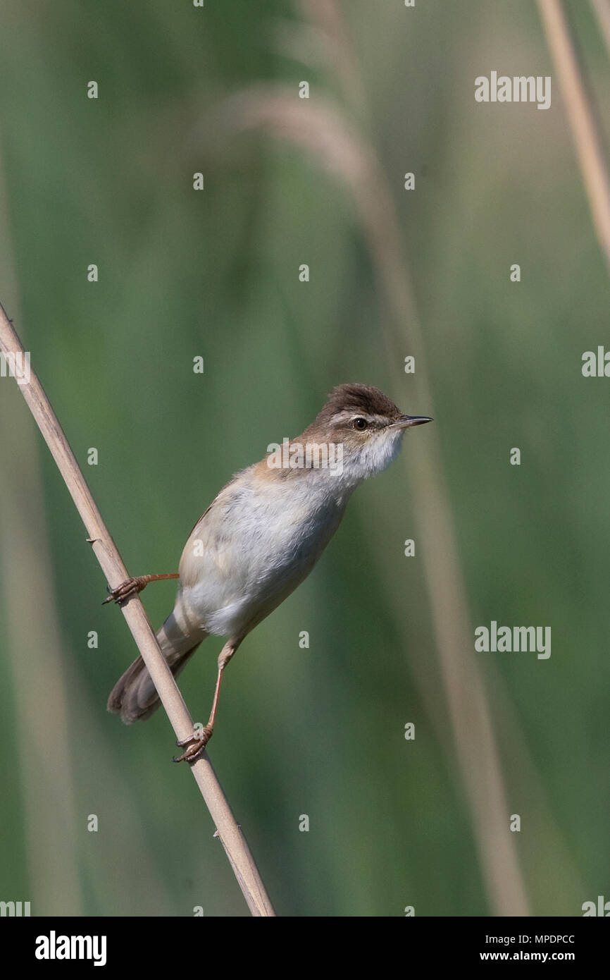 Paddyfield Warbler (Acrocephalus agricola) Stock Photo