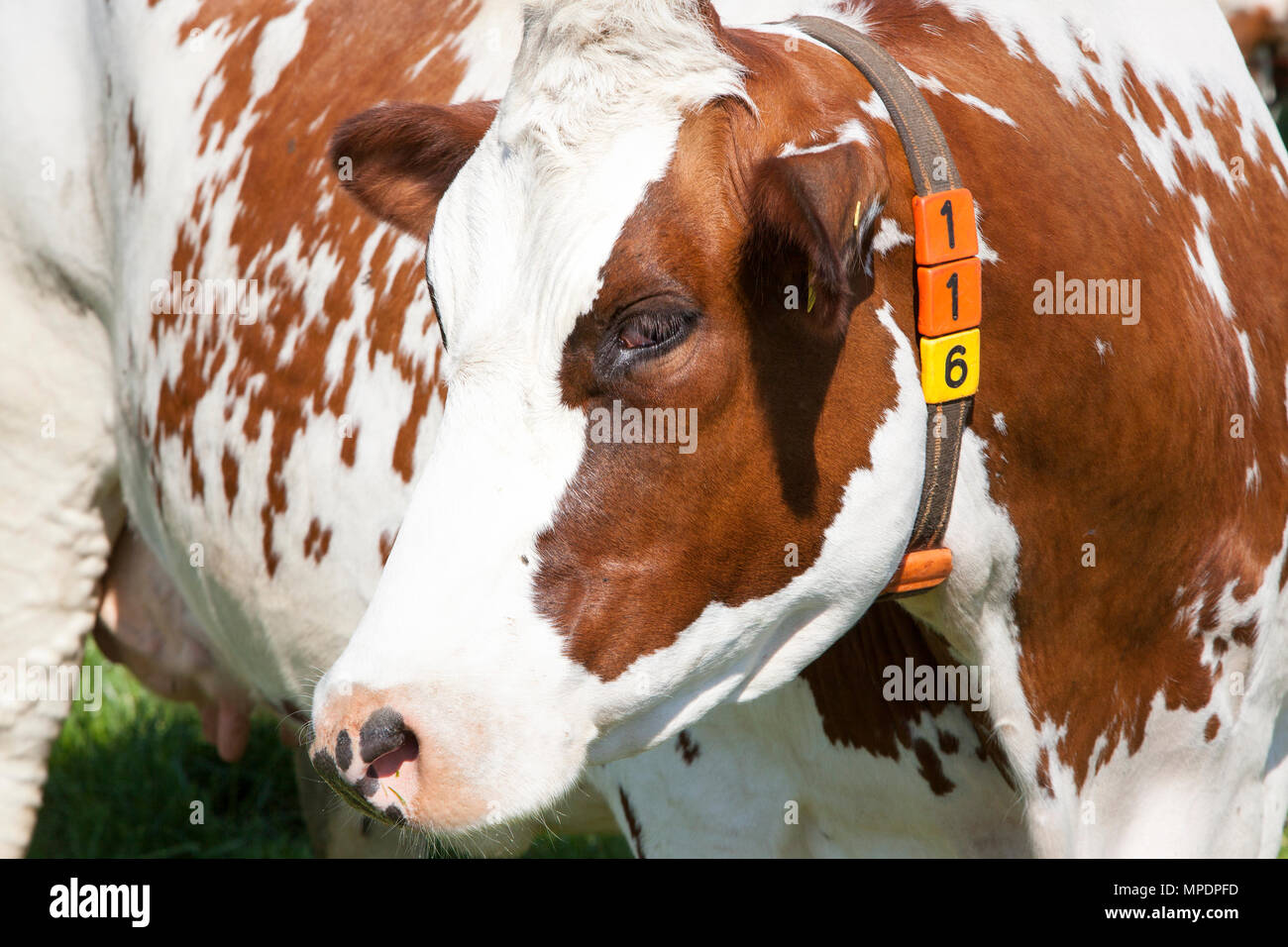 part of red and white hide on side of holstein cow Stock Photo