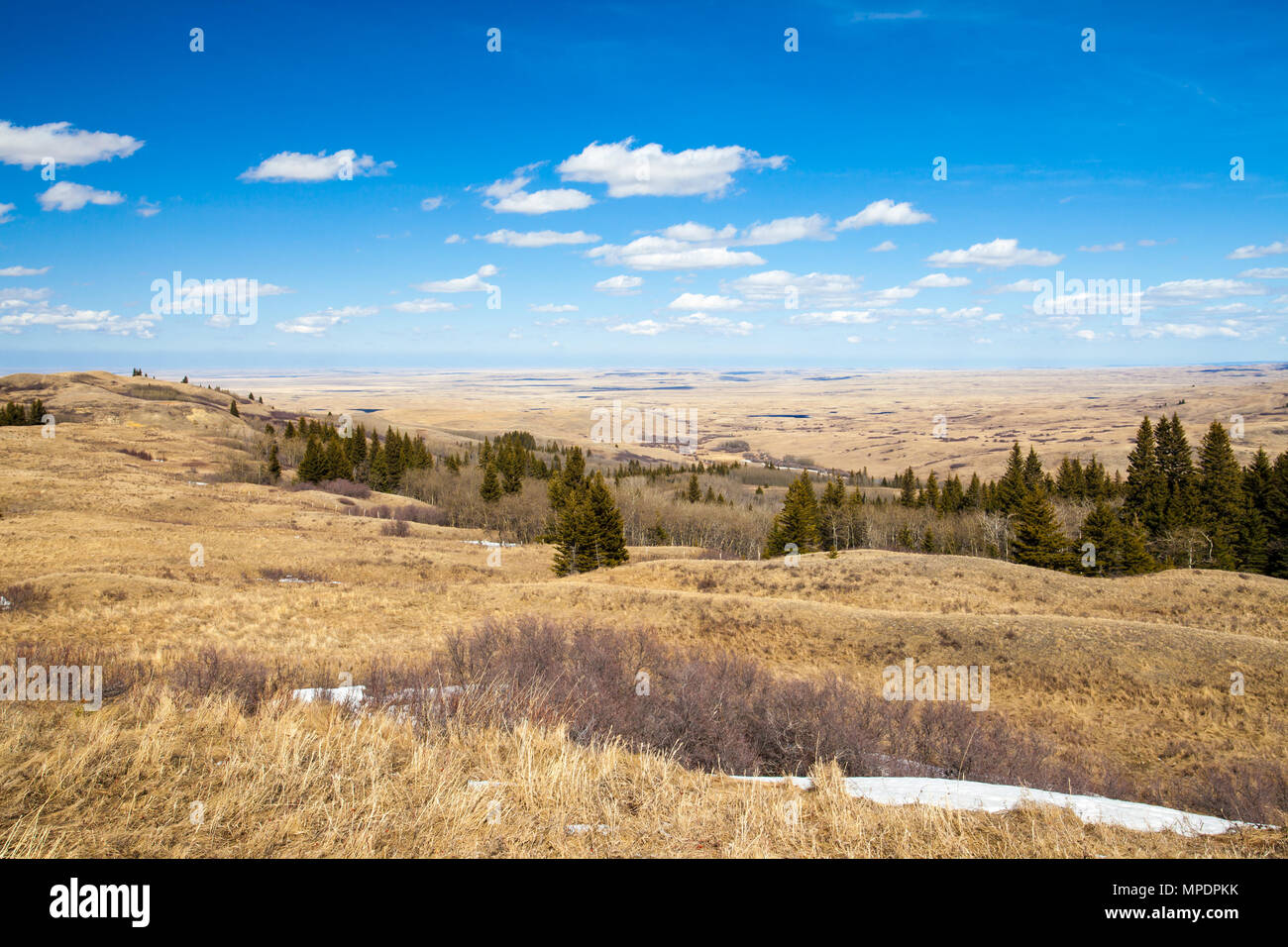 Spring grass in Cypress Hills Interprovincial Park, Alberta, Canada Stock Photo Alamy