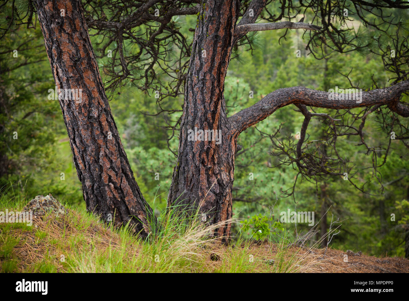 Detail bark ponderosa pine tree hi-res stock photography and images - Alamy