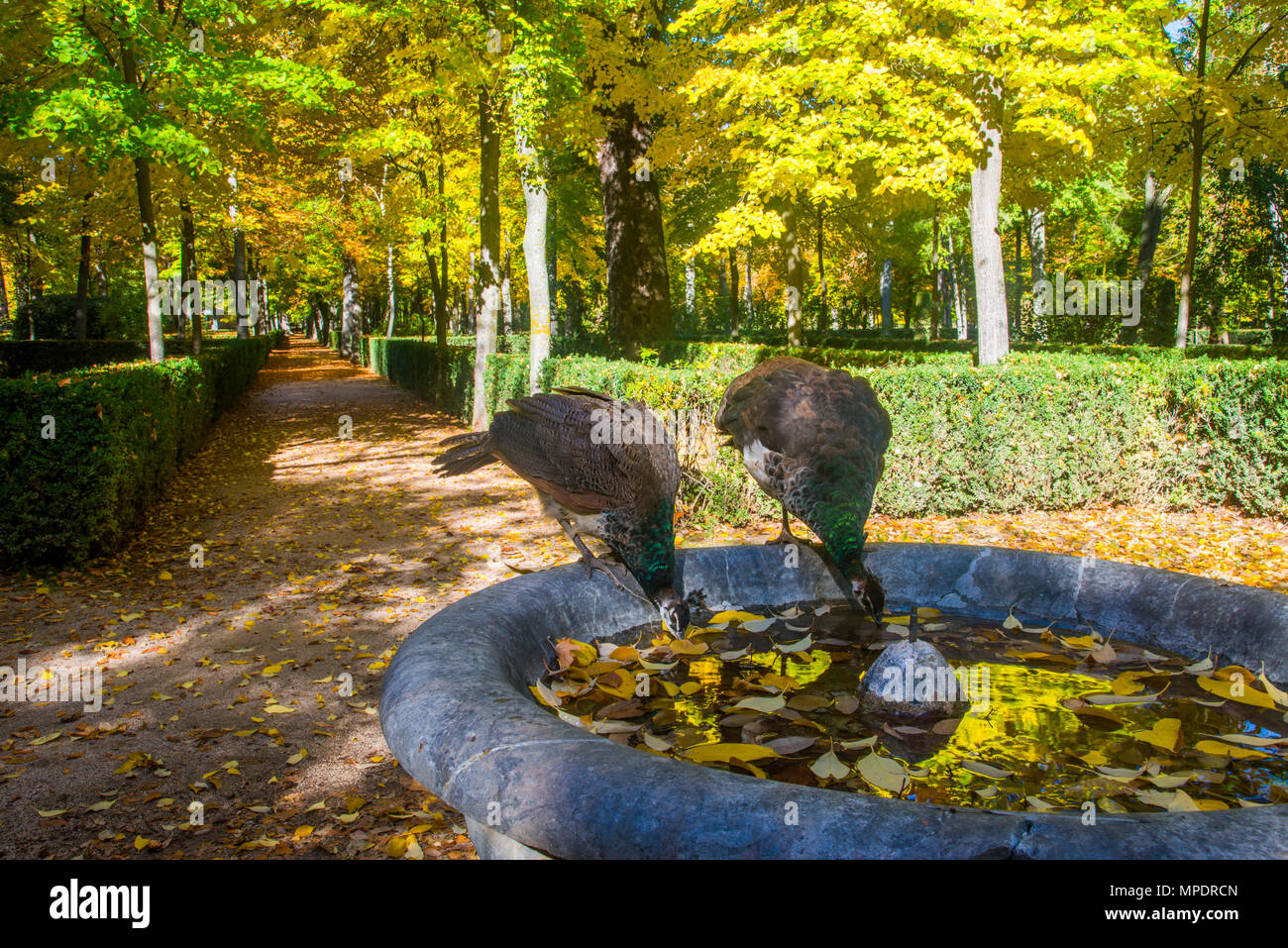 Two female peacocks drinking in a fountain. La Isla gardens, Aranjuez, Madrid province, Spain. Stock Photo